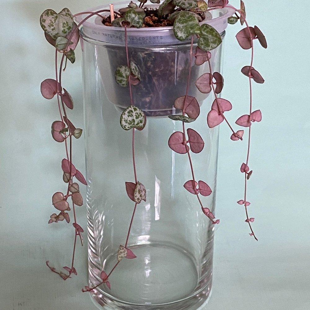 String of Hearts 💕 succulent LIVE plant